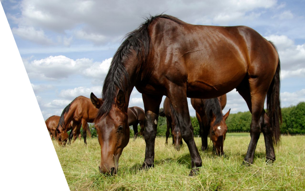 Vet Near Me Kingsland, GA 31548 Betz Veterinary Services