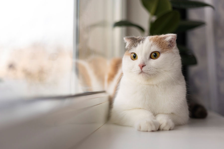 cat looking out a window